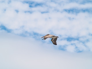 A Variety of Seabirds at the Seashore
