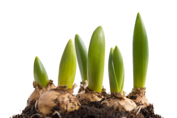 Naklejka premium Milchsterne (Ornithogalum)