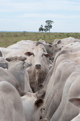 cow in the farm brazilian / Gado nelore no brasil