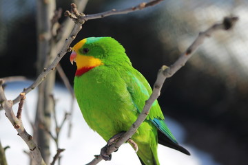 Schildsittich auf Ast sitzend (superb parrot)