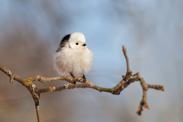 Long-tailed tit sitting on branch