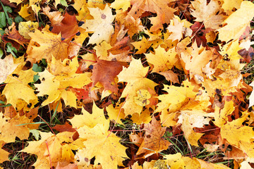 Naklejka na ściany i meble Autumn leaves on a green meadow