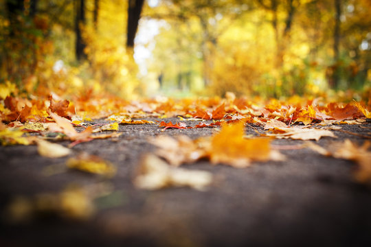 Blurry picture of orange leaves on the ground