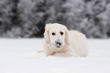 Golden retriever with snowy nose