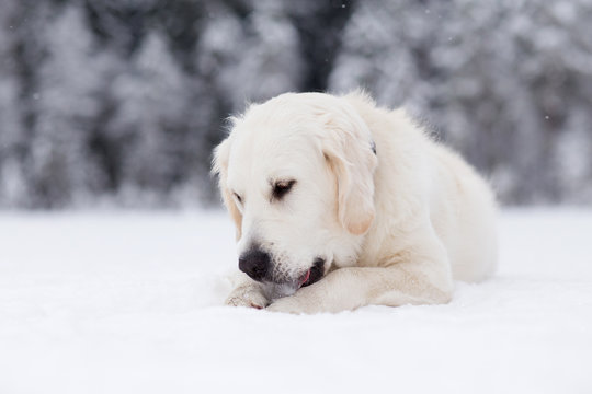 Golden retriever laying on snow and licking ice