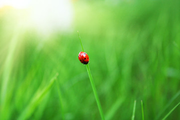 Obraz premium Ladybug on green grass