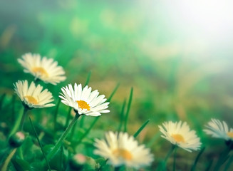 Spring daisy - daisy