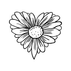 camomile flower, vector sketch