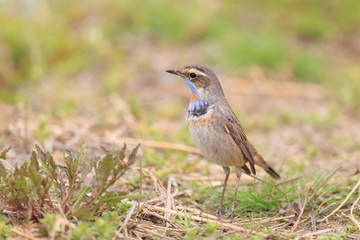 Obraz premium Bluethroat Robin (Luscinia svecica svecica) in Japan 
