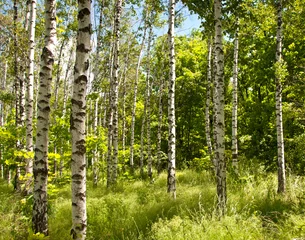 Gardinen Spring forest © Nataliya Dvukhimenna