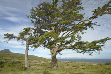 Fototapeta na wymiar Baum am Kap der Guten Hoffnung