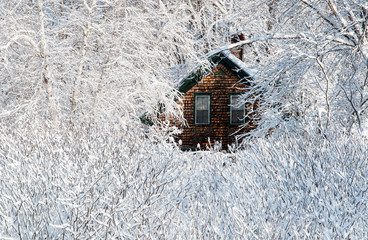Snow Covered Trees and Brush Around Wooden House After Storm in Maine