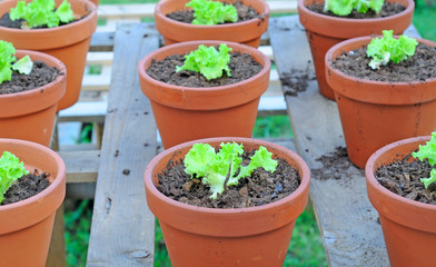 seedlings lollo biondo, selective focus