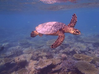 tortue des maldives