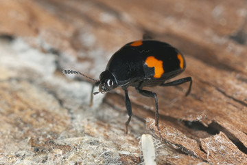 Shining fungus beetle, Scaphidium quadrimaculatum