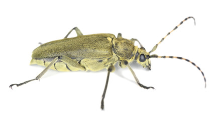 Lepturobosca virens isolated on white background