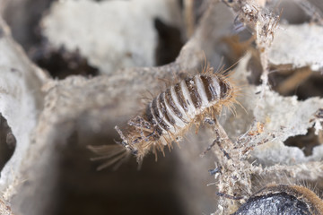 Dermestoid larva crawling on wasps nest