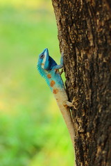 Blue head tree lizard