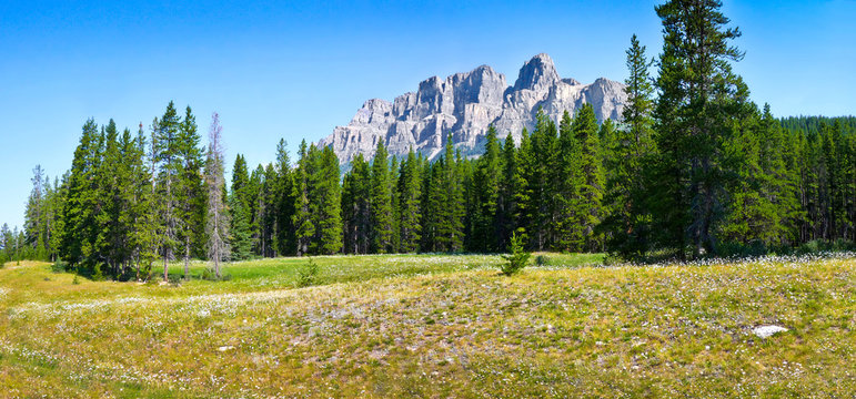 Landscape with Rocky Mountains and flowers, Alberta, Canada