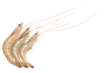 shrimps