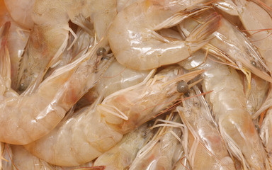 fresh shrimps