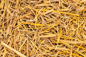 Dry straw macro shot