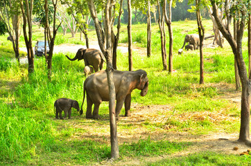 baby elephant and it's mama walking