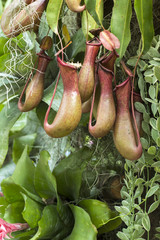 Tropical pitcher plant (nepenthes)