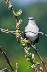 Northern Mockingbird Perched in a Tree