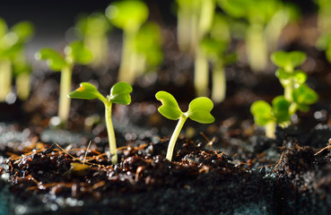 Green seedling growing out of soil in sunshine