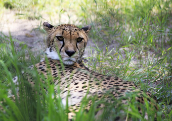 Beautiful cheetah resting in the grass.