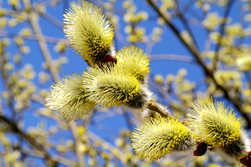Obraz premium Pussy-willow in spring