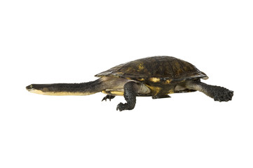 Australian long-necked turtle on white, with clipping path.