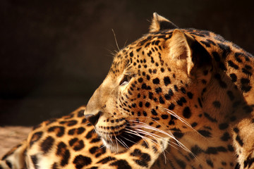 Naklejka premium leopard panther looking on tree