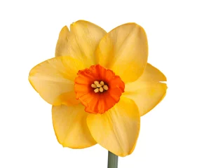 Peel and stick wall murals Narcissus Single flower of a daffodil cultivar against a white background