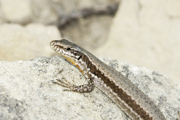 European wall lizard (Podarcis muralis) sunning