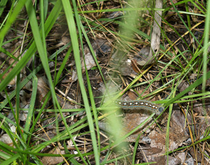 A Striped Caterpillar in a Grassy Field