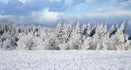 Spruce covered with snow. Winter landscape.
