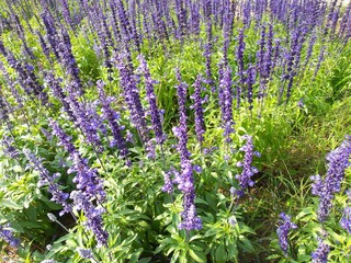 Obraz premium purple salvia flowers