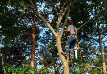 Fototapeta premium An Arborist Cutting Down a Maple Tree Piece by Piece