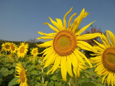 sunflowers in summer