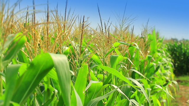 Corn farm in Thailand