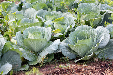 Naklejka premium Cabbage in the vegetable garden.