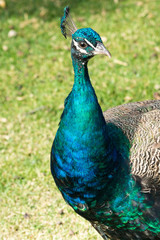 Portrait of a colorful male peacock (Pavo)