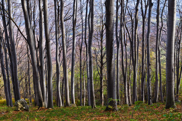 Dense forest at Homolje mountains on a sunny autumn day