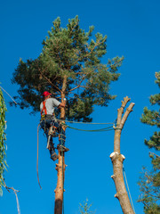 An Arborist Cutting Down a Tree Piece by Piece