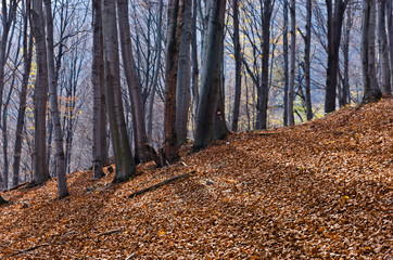 Dense forest at Homolje mountains on a sunny autumn day
