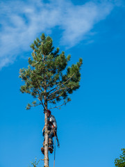 An Arborist Cutting Down a Tree Piece by Piece
