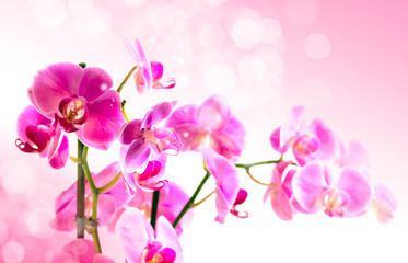 Naklejka na ściany i meble Piękny kwiat Orchid