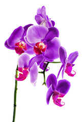 Fototapeta na wymiar Beautiful flower Orchid